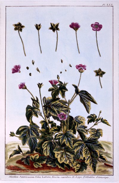 Flowering Maple or Indian Mallow by Pierre Joseph Buchoz
